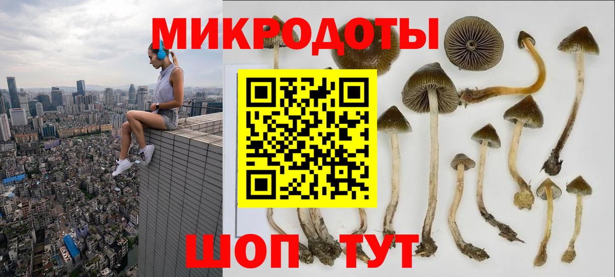 Псилоцибиновые грибы Psilocybe Балахна